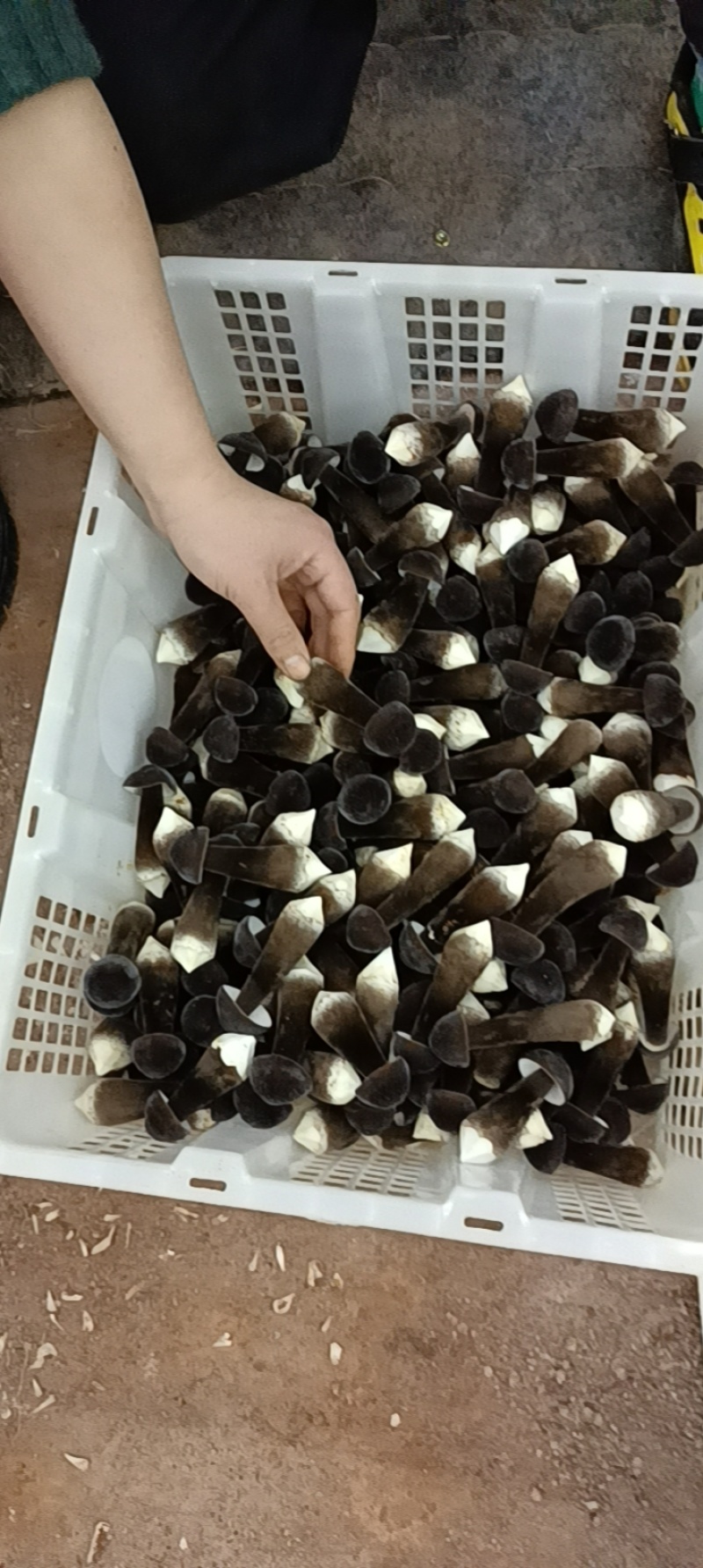 滑滑嫩嫩太香了每日现采黑皮鸡枞菌菇，新鲜直供全国