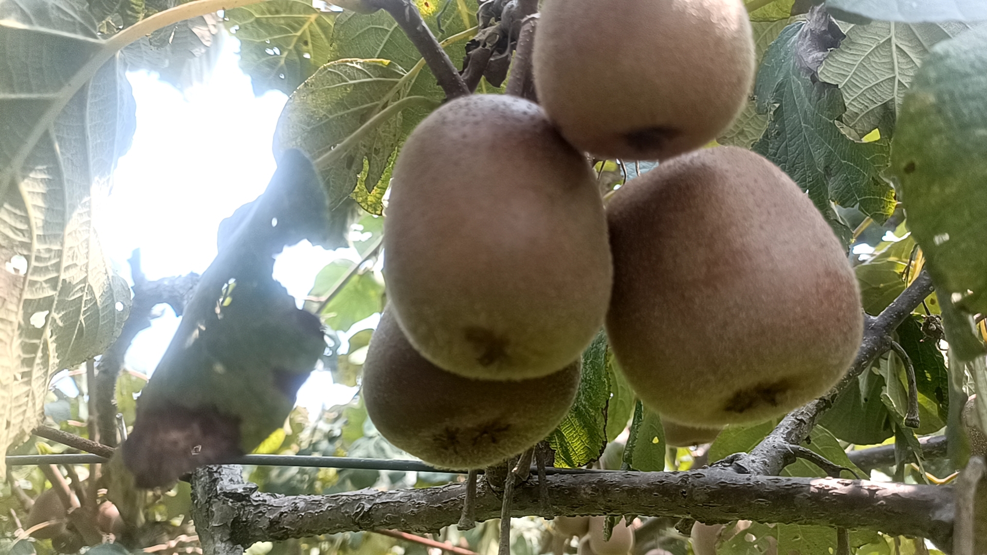 黄心猕猴桃果园