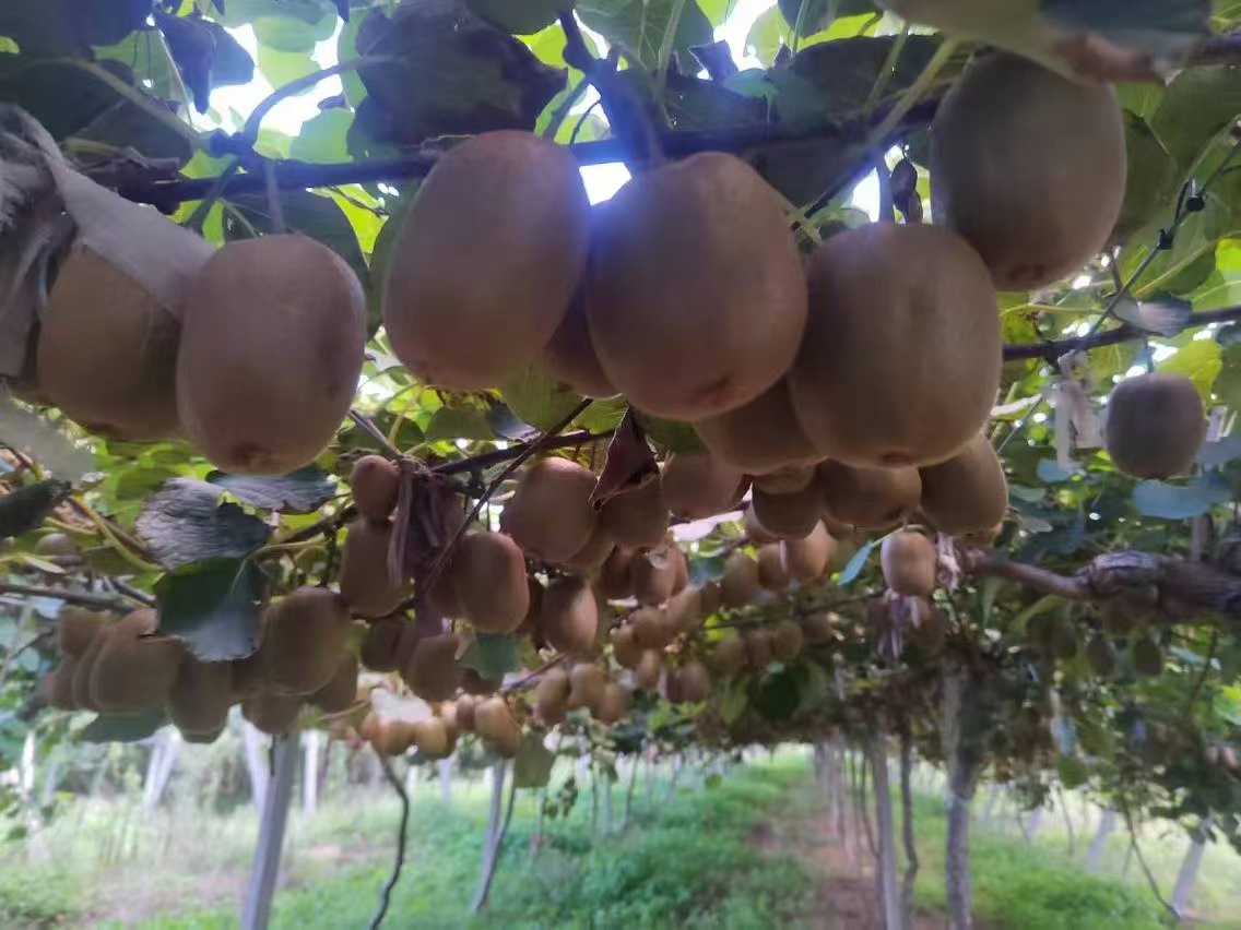 绿心猕猴桃催熟过程对比图