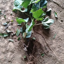 阳光玫瑰葡萄树苗盆栽包成活带土果树苗南北方种植葡萄苖