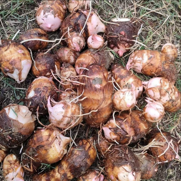 芋头红芽芋红香芋南阳芋头大量上市中粉糯香甜欢迎来电订购