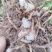 大白及三叉紫花白及白及苗各种规格