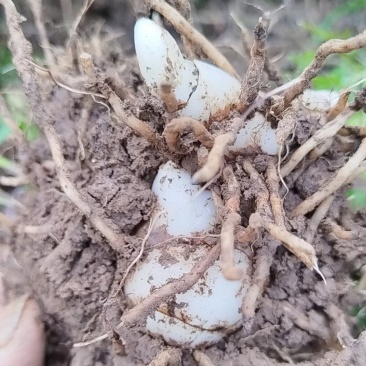 大白及三叉紫花白及白及苗各种规格