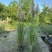花卉盆景/观花植物矮蒲苇2加伦、250袋基地量大，价优。