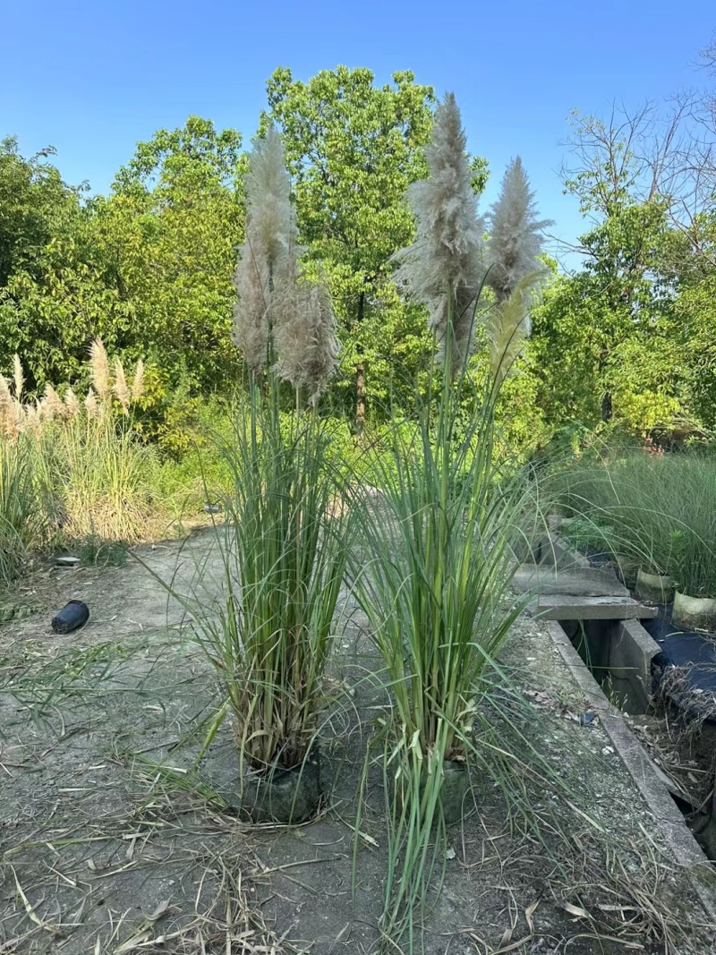 花卉盆景/观花植物矮蒲苇2加伦、250袋基地量大，价优。