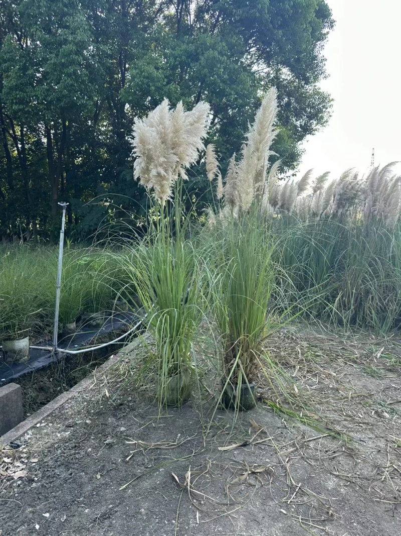 花卉盆景/观花植物矮蒲苇2加伦、250袋基地量大，价优。