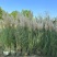 花卉盆景/观花植物矮蒲苇2加伦、250袋基地量大，价优。