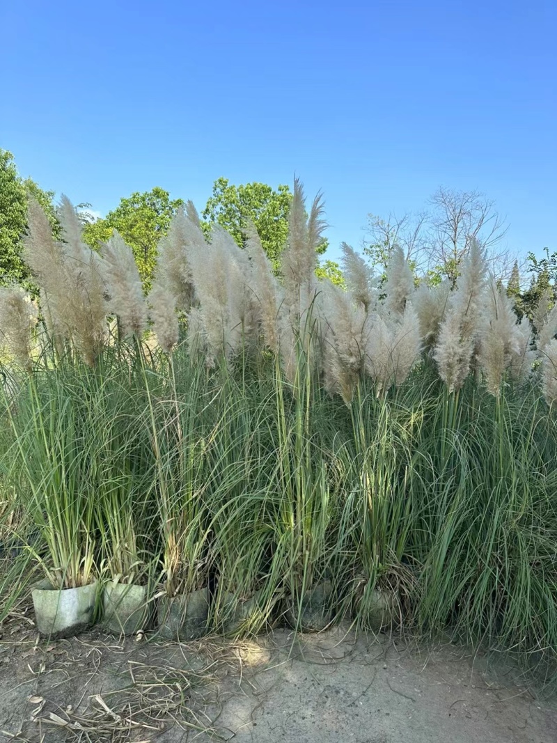 花卉盆景/观花植物矮蒲苇2加伦、250袋基地量大，价优。