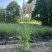 花卉盆景/观花植物矮蒲苇2加伦、250袋基地量大，价优。