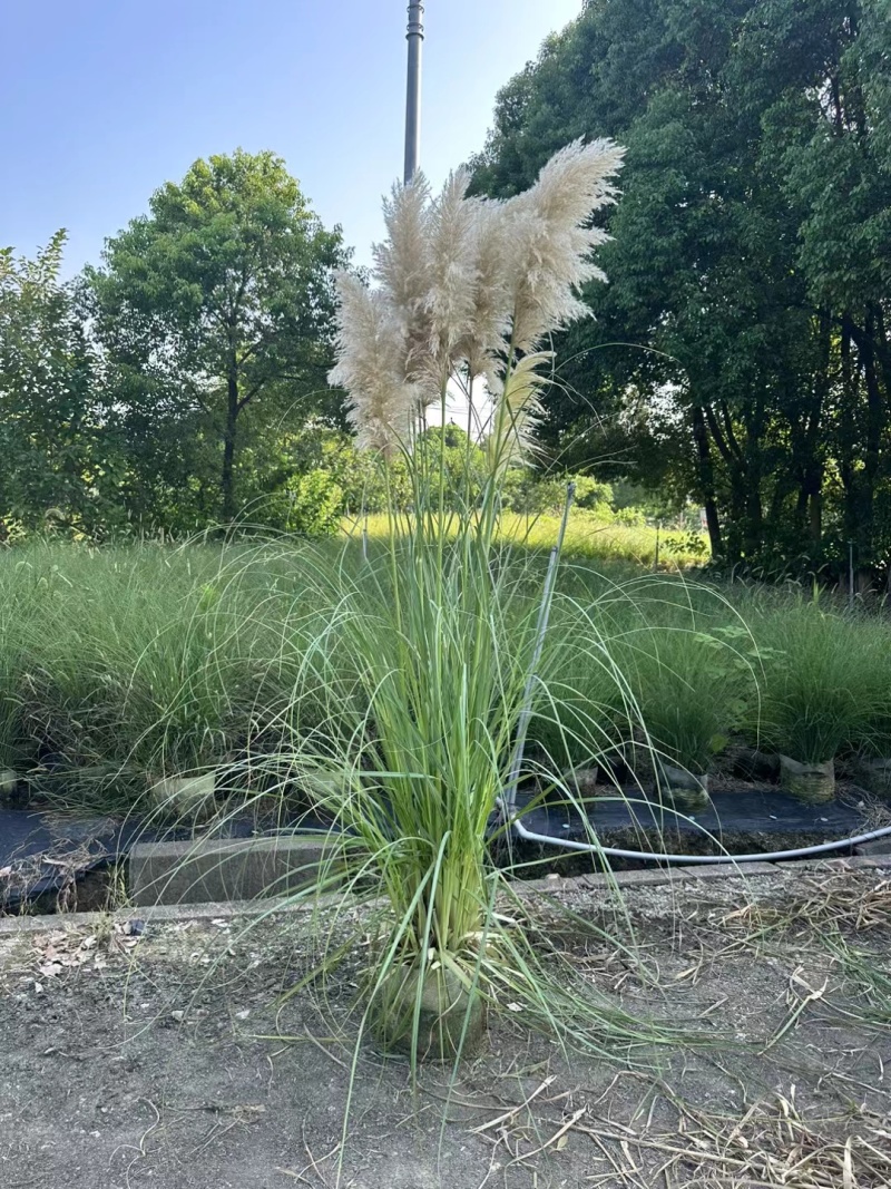 花卉盆景/观花植物矮蒲苇2加伦、250袋基地量大，价优。