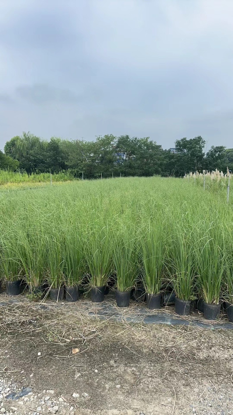 花卉盆景/观花植物矮蒲苇2加伦、250袋基地量大，价优。