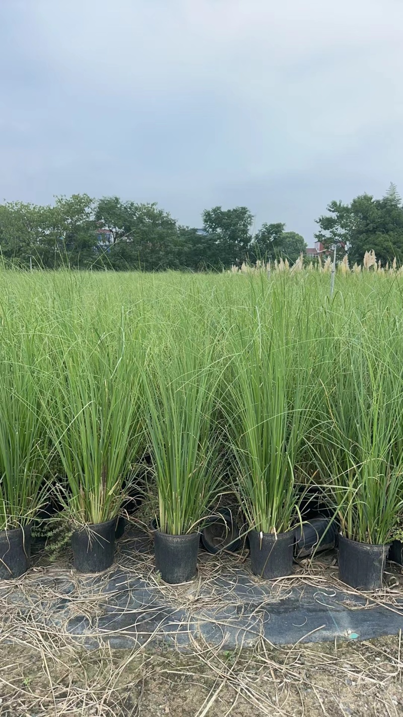 花卉盆景/观花植物矮蒲苇2加伦、250袋基地量大，价优。