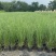 花卉盆景/观花植物矮蒲苇2加伦、250袋基地量大，价优。