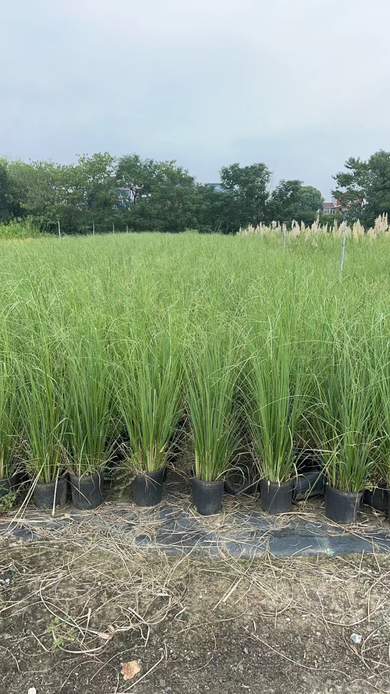 花卉盆景/观花植物矮蒲苇2加伦、250袋基地量大，价优。