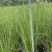 花卉盆景/观花植物矮蒲苇2加伦、250袋基地量大，价优。