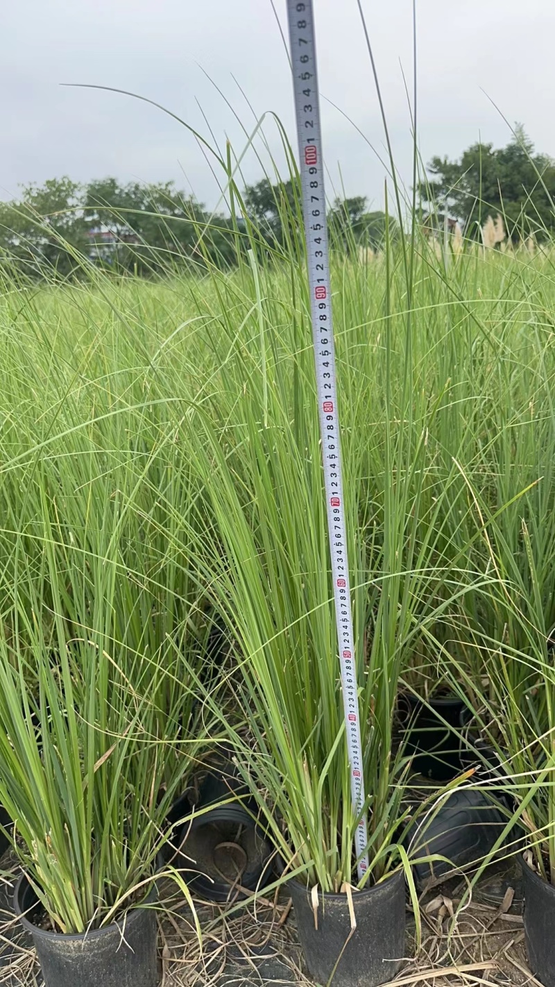 花卉盆景/观花植物矮蒲苇2加伦、250袋基地量大，价优。