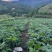24小时在线服务产地直供新鲜当归营养丰富