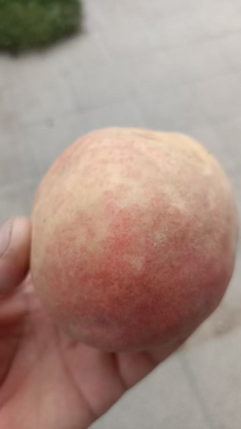 秋彤桃离合桃，大量上市中，有有需要老板联系我