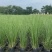 花卉盆景/观花植物矮蒲苇2加伦、250袋基地量大，价优。