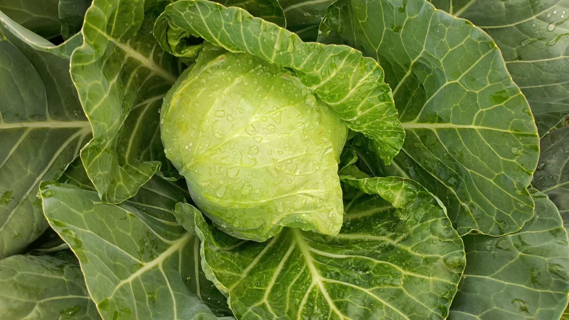 羽衣甘蓝健康饮用指南