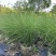 花卉盆景/水生植物/细叶芒2加伦、30袋，基地量大价优