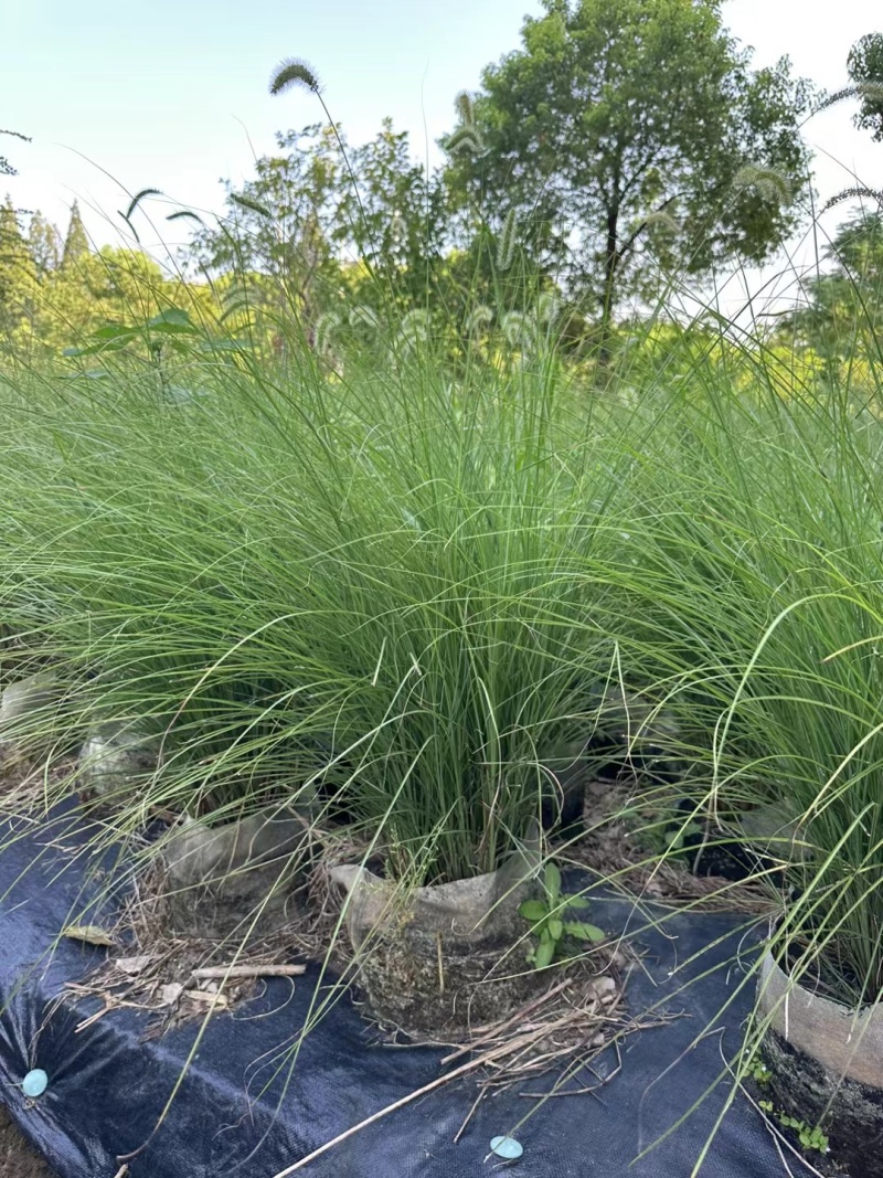 花卉盆景/水生植物/细叶芒2加伦、30袋，基地量大价优