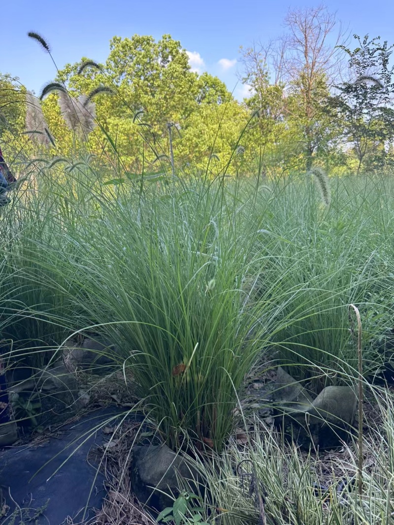 花卉盆景/水生植物/细叶芒2加伦、30袋，基地量大价优