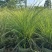 花卉盆景/水生植物/细叶芒2加伦、30袋，基地量大价优