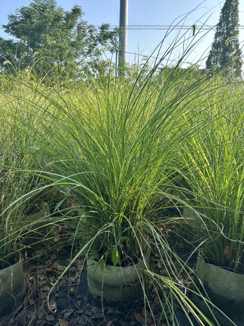 花卉盆景/水生植物/细叶芒2加伦、30袋，基地量大价优
