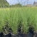 花卉盆景/水生植物/细叶芒2加伦、30袋，基地量大价优