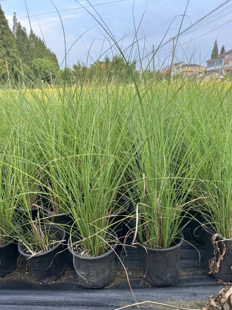 花卉盆景/水生植物/细叶芒2加伦、30袋，基地量大价优