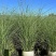 花卉盆景/水生植物/细叶芒2加伦、30袋，基地量大价优