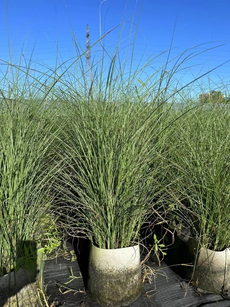 花卉盆景/水生植物/细叶芒2加伦、30袋，基地量大价优