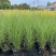 花卉盆景/水生植物/细叶芒2加伦、30袋，基地量大价优