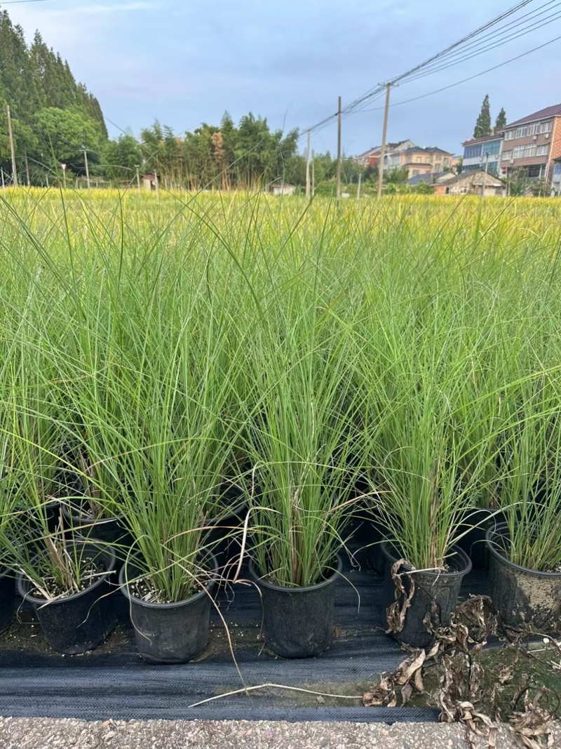 花卉盆景/水生植物/细叶芒2加伦、30袋，基地量大价优