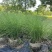 花卉盆景/水生植物/细叶芒2加伦、30袋，基地量大价优