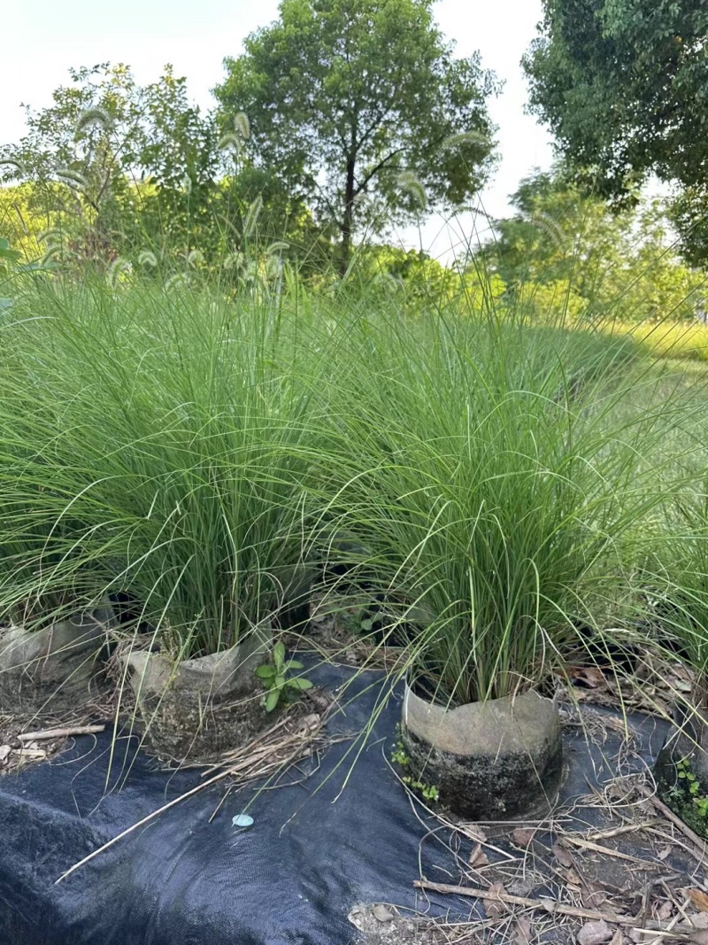 花卉盆景/水生植物/细叶芒2加伦、30袋，基地量大价优
