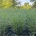 花卉盆景/水生植物/细叶芒2加伦、30袋，基地量大价优