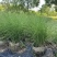 花卉盆景/水生植物/细叶芒2加伦、30袋，基地量大价优