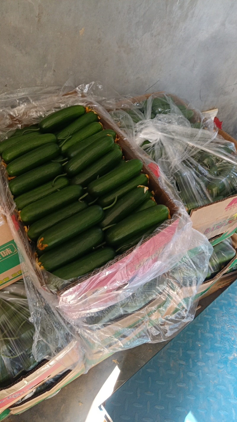 水果黄瓜黄瓜山东黄瓜全年供货，品质保证口感清脆欢迎咨询