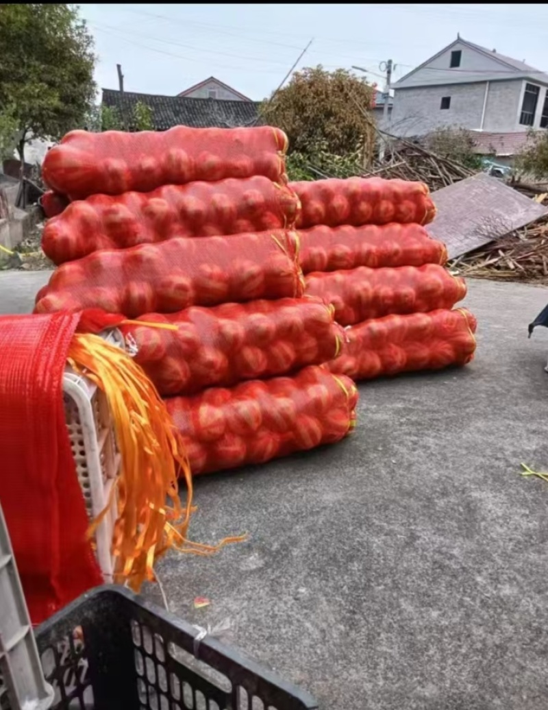 优质雪峰柚冰糖柚产地供应一手货源欢迎来电洽谈合