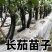 茄子苗嫁接长茄圆茄苗线茄苗烧烤茄苗绿灯泡茄