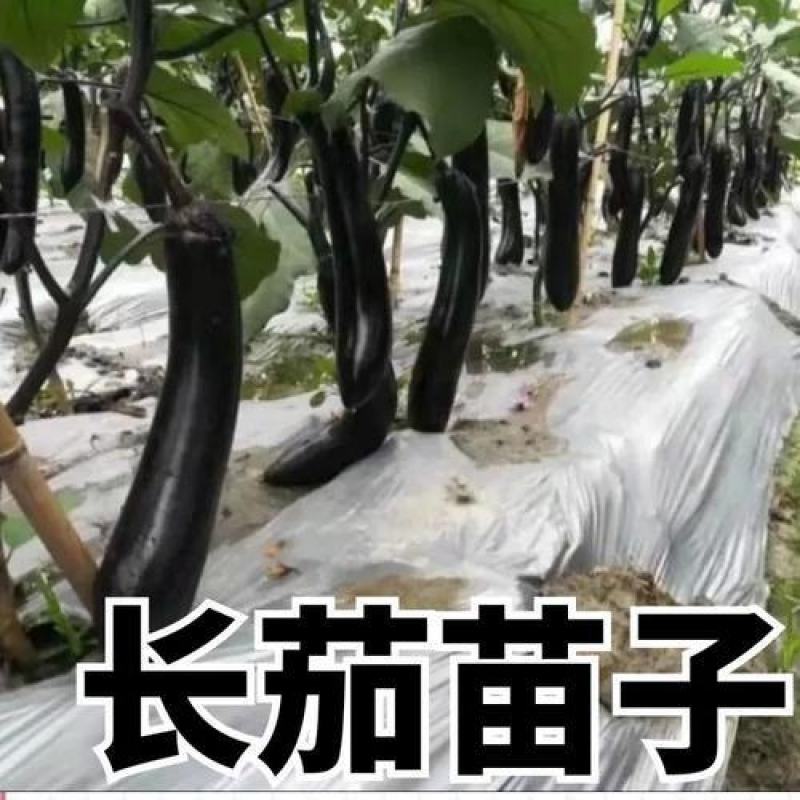 茄子苗嫁接长茄圆茄苗线茄苗烧烤茄苗绿灯泡茄