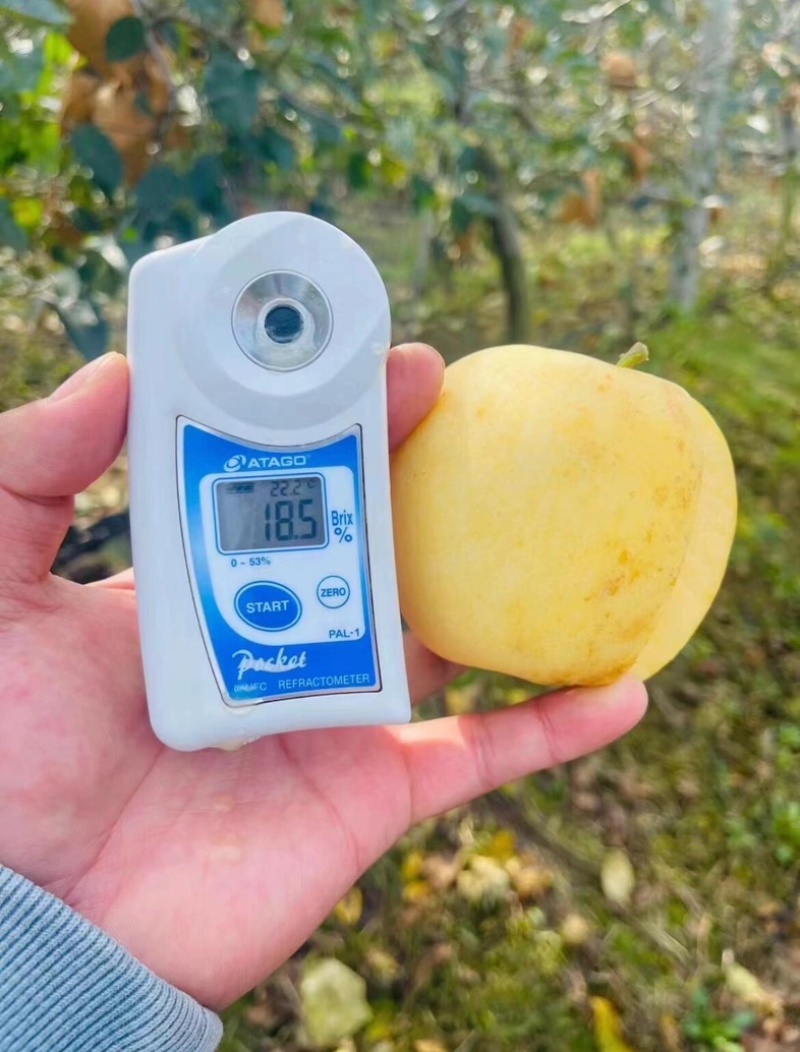 山东维纳期黄金苹果树上果现摘产地直发保质保量