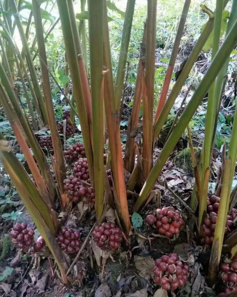 草果量大从优，货源充足，欢迎订购