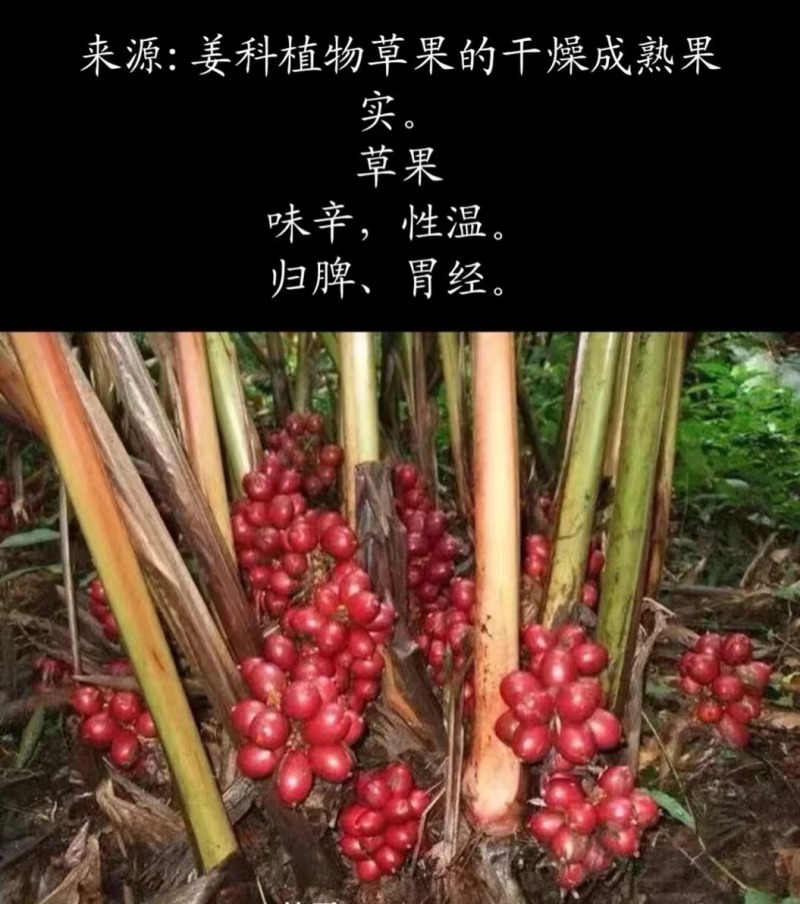 草果量大从优，货源充足，欢迎订购