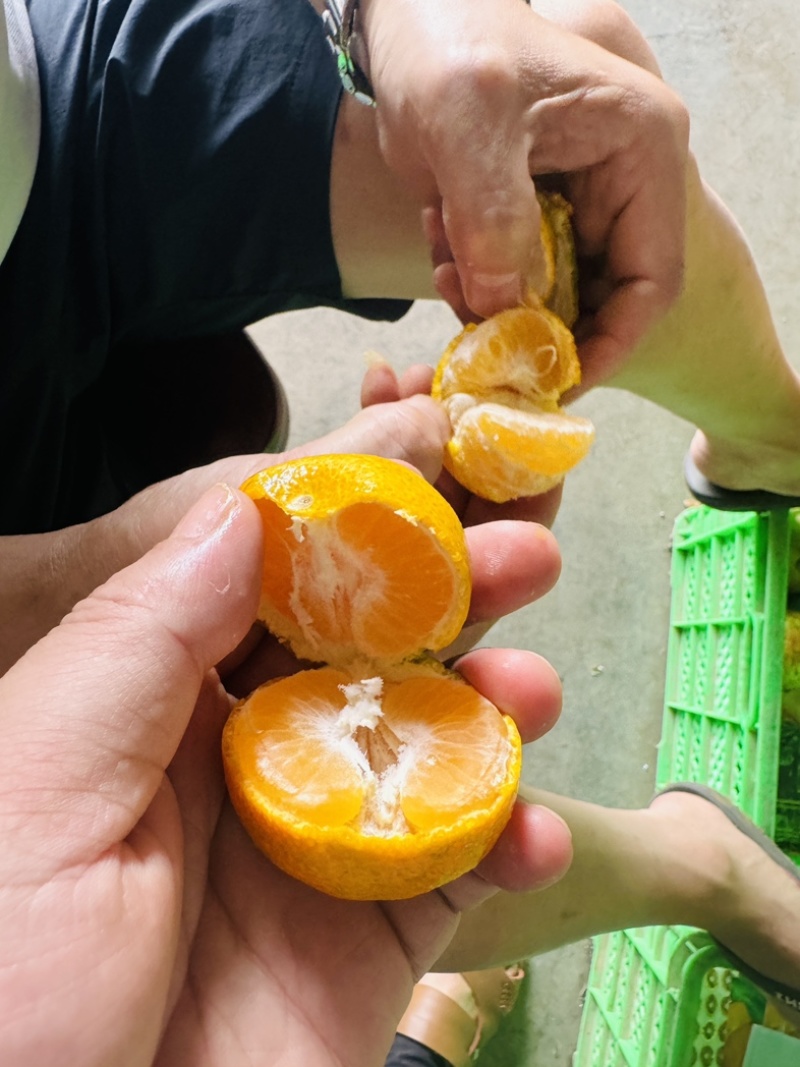 金秋砂糖桔口感纯甜化渣对接电商，超市，一件代发