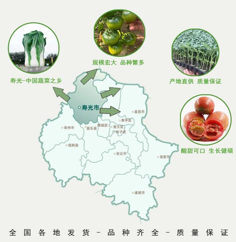 茄子苗嫁接长茄圆茄苗线茄苗烧烤茄苗绿灯泡茄