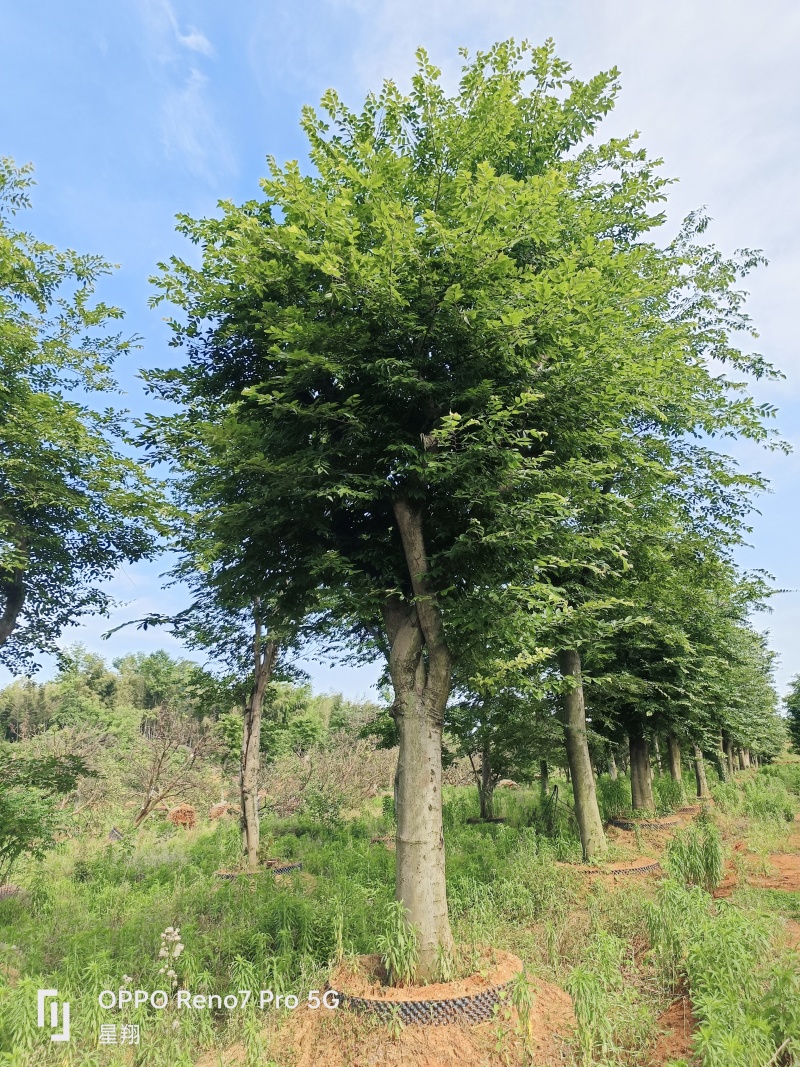 沙朴40公分移栽朴树规格齐全基地直销量大优先
