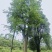 沙朴40公分移栽朴树规格齐全基地直销量大优先
